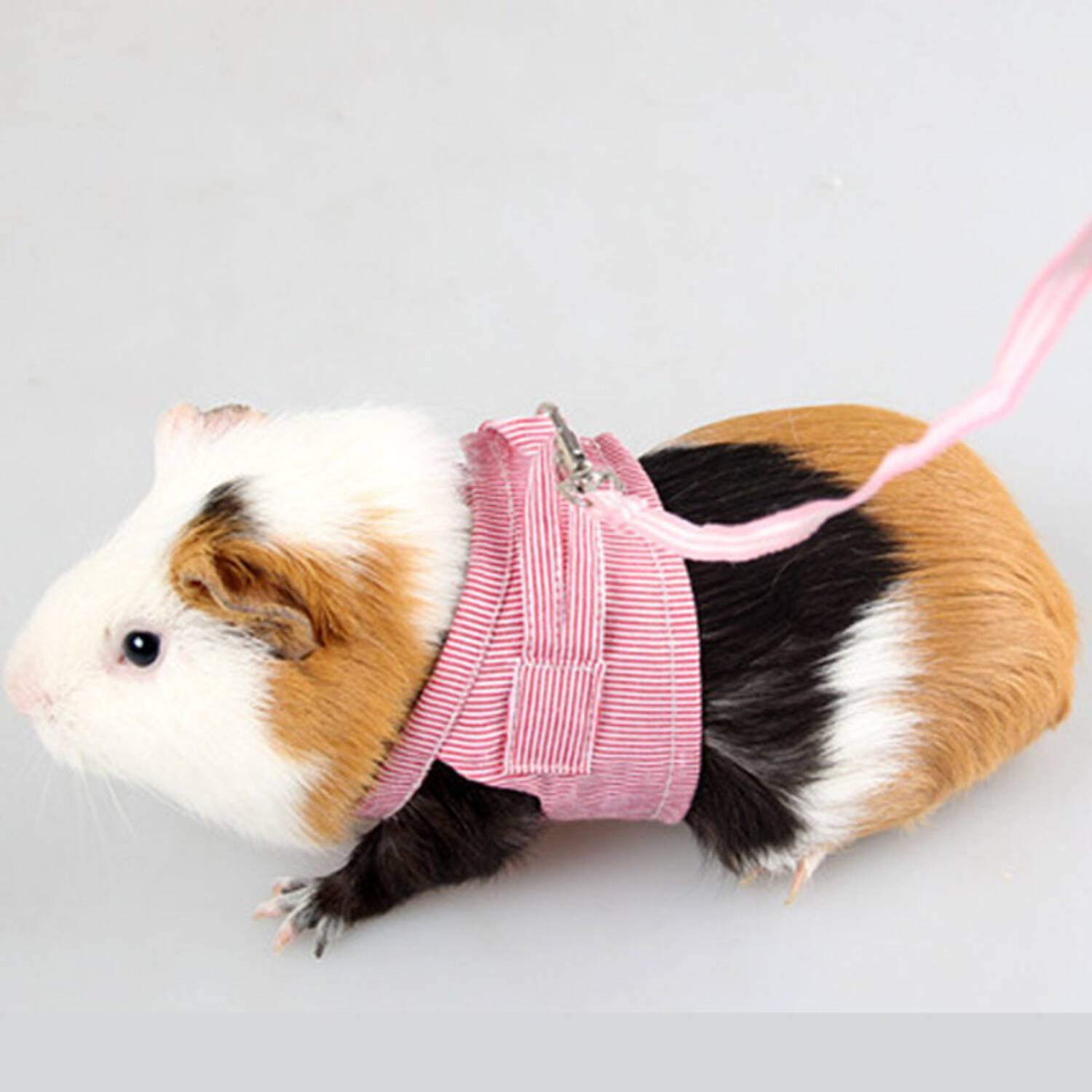 Chest Strap Harness with Leash for Rabbit, Guinea Pig, Chinchilla, and Mink - Image 2