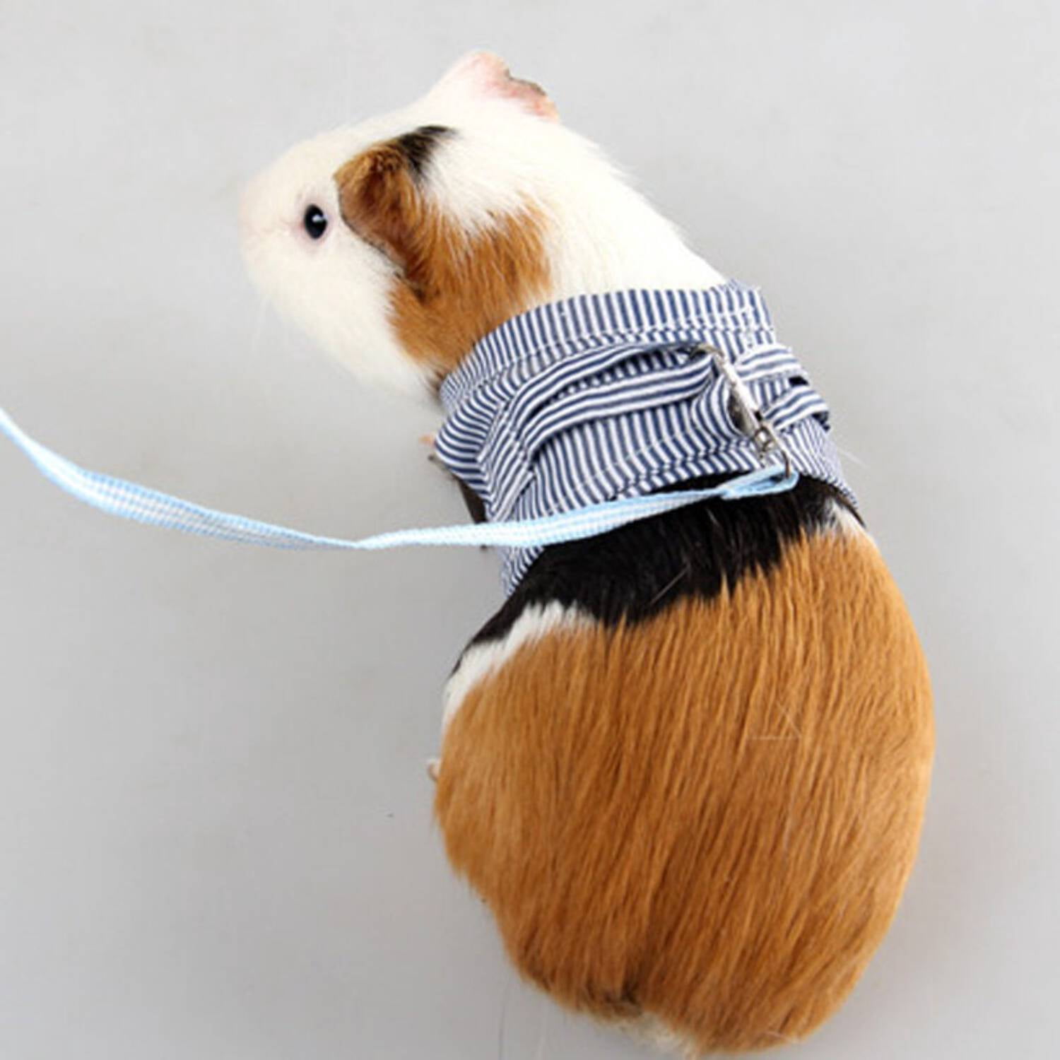 Chest Strap Harness with Leash for Rabbit, Guinea Pig, Chinchilla, and Mink - Image 3