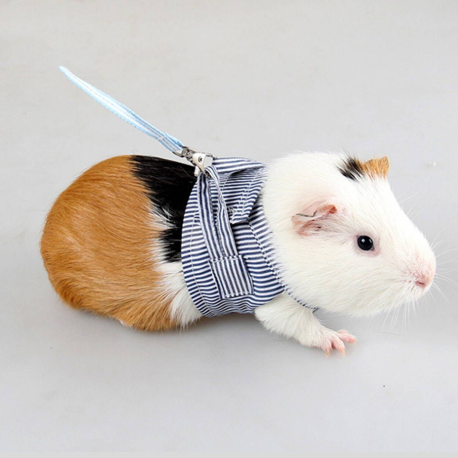 Chest Strap Harness with Leash for Rabbit, Guinea Pig, Chinchilla, and Mink - Image 4