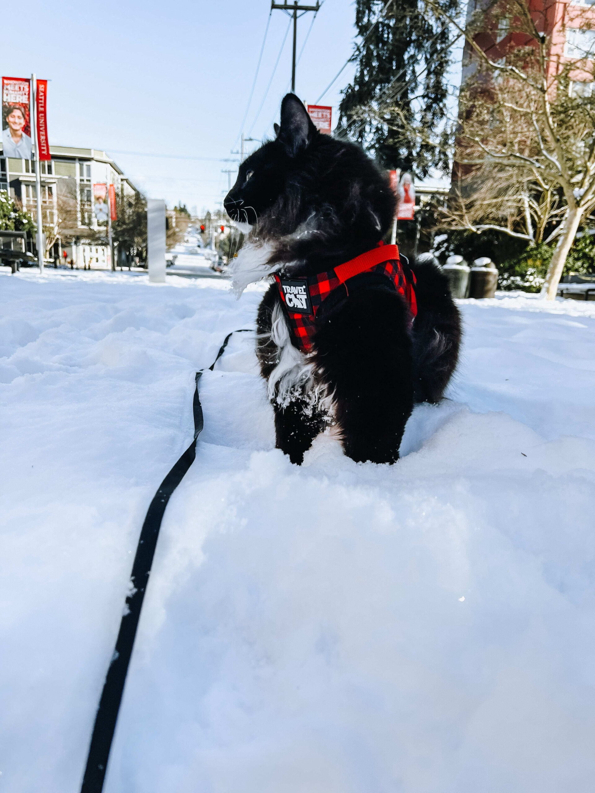 "The Pawsitively Plaid" Limited Edition Buffalo Plaid Cat Harness - Image 8