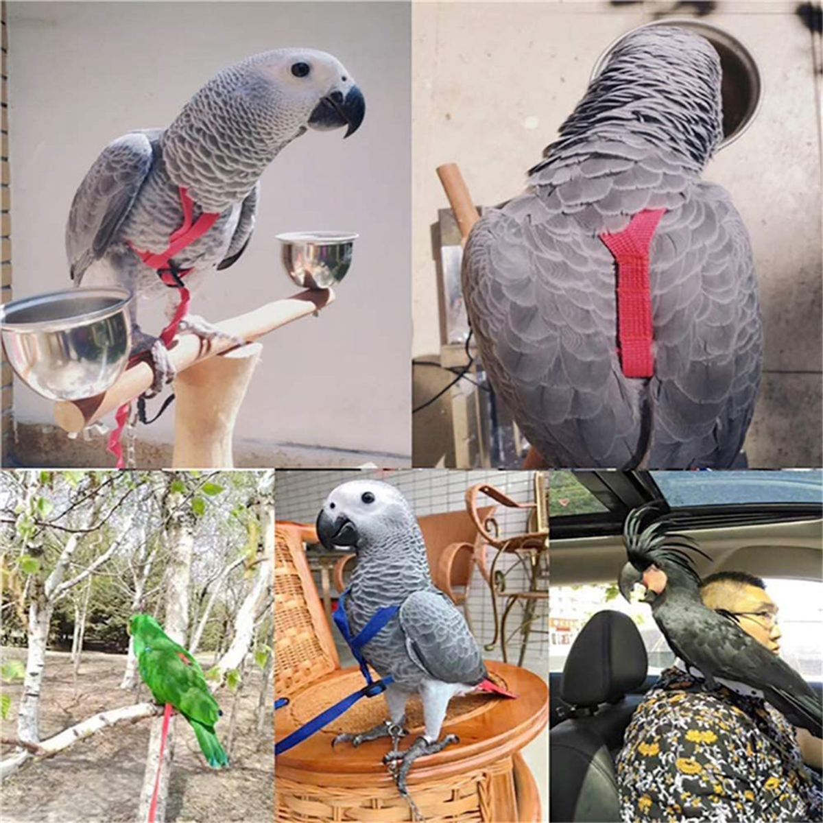 Parrot Bird Harness Leash Outdoor Flying Traction Straps Band Adjustable Anti-Bite Training Rope,Red M - Image 5