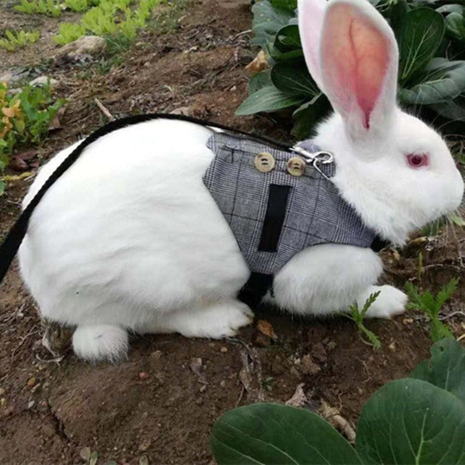 Bunny Rabbit Vest Harness with Long Leash - Image 2