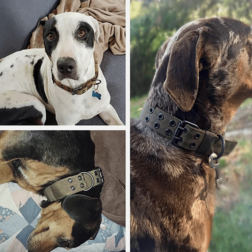 Tactical Dog Collar - Heavy Duty Military Grade Nylon, Adjustable Training Collar with Metal Clasp for Small Medium Large Dogs. (Black,L) - Image 8