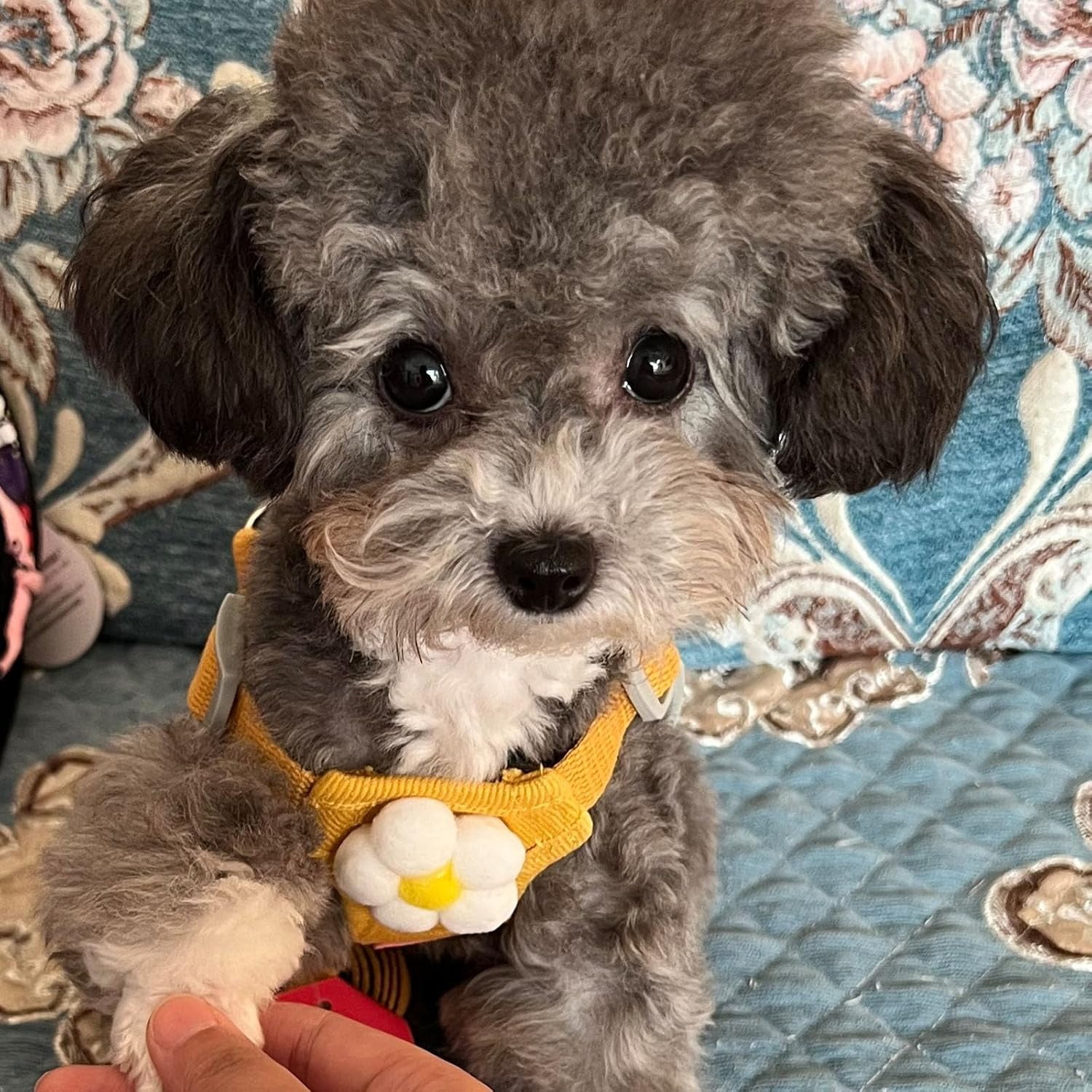 Dog Harness & Leash Set – Cute Plaid Mesh Vest Harness with Flower Pattern, Adjustable Soft Backpack-Style Harness for Small to Medium Dogs - Image 7