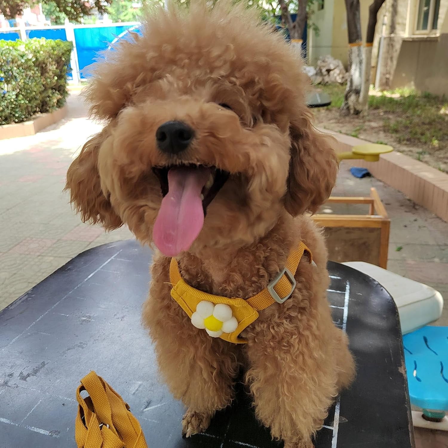 Dog Harness & Leash Set – Cute Plaid Mesh Vest Harness with Flower Pattern, Adjustable Soft Backpack-Style Harness for Small to Medium Dogs - Image 9