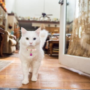 3Pcs Glowing Cat Dog Collar with Bell Light up Puppy Collar Adjustable Fluorescent Pet Safety Collar Pet Grooming Accessories for Small Medium Dogs Cats Kitten